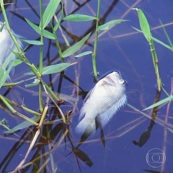 Mortandade de peixes e coloração da água do Tietê preocupam no interior de SP