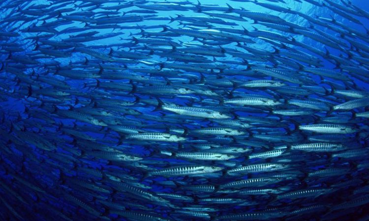 Sustentabilidade dos oceanos é tema de evento internacional no Rio organizado pela UNESCO
